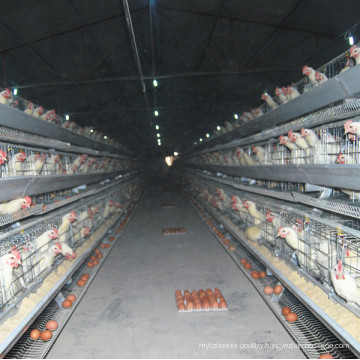 Jinfeng Broiler Farm Equipment